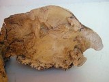 Fomitopsis mounceae image