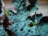 Lobaria scrobiculata image