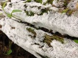 Ceratiomyxa fruticulosa var. fruticulosa image
