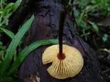Xeromphalina tenuipes image