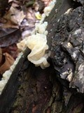 Ductifera pululahuana image