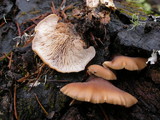 Lentinellus ursinus image