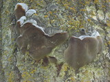 Phellinus tremulae image