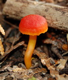 Hygrocybe miniata image