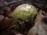Boletus pruinatus image