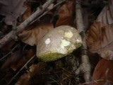 Boletus pruinatus image