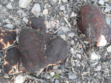 Rhizina undulata image