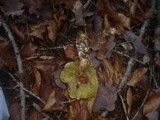 Boletus pruinatus image