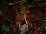 Cortinarius malicorius image