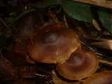 Cortinarius malicorius image