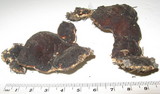 Rhizina undulata image