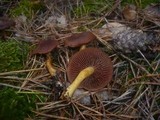 Cortinarius semisanguineus image