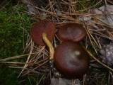 Cortinarius semisanguineus image