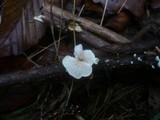 Crepidotus caspari image