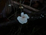Crepidotus caspari image