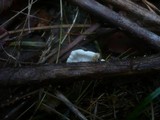Crepidotus caspari image