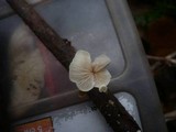 Crepidotus caspari image