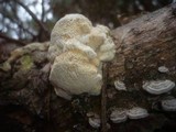 Diplomitoporus flavescens image