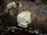 Diplomitoporus flavescens image