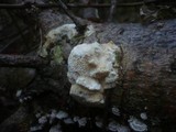 Diplomitoporus flavescens image