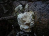 Diplomitoporus flavescens image