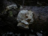 Diplomitoporus flavescens image