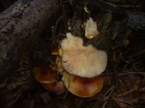 Flammulina elastica image