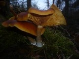 Gymnopilus penetrans image