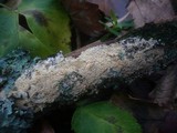 Basidioradulum crustosum image