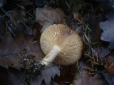 Lactarius chrysorrheus image