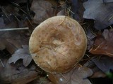 Lactarius chrysorrheus image