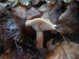 Lactarius subdulcis image
