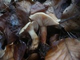 Lactarius subdulcis image