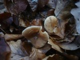 Lactarius subdulcis image