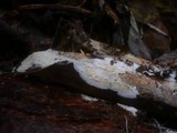 Fibulomyces mutabilis image