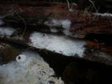Fibulomyces mutabilis image