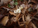 Mycena crocata image