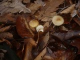 Mycena crocata image