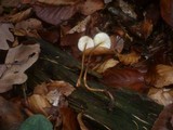 Mycena crocata image