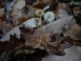 Mycena crocata image