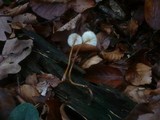 Mycena crocata image