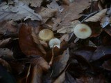Mycena crocata image