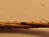 Lophodermium pinastri image