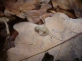 Mycena vitilis image