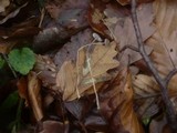 Mycena vitilis image