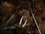 Psathyrella piluliformis image