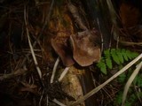 Psathyrella piluliformis image