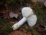 Russula ochroleuca image