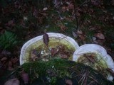 Trametes gibbosa image