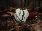 Clavulina coralloides image